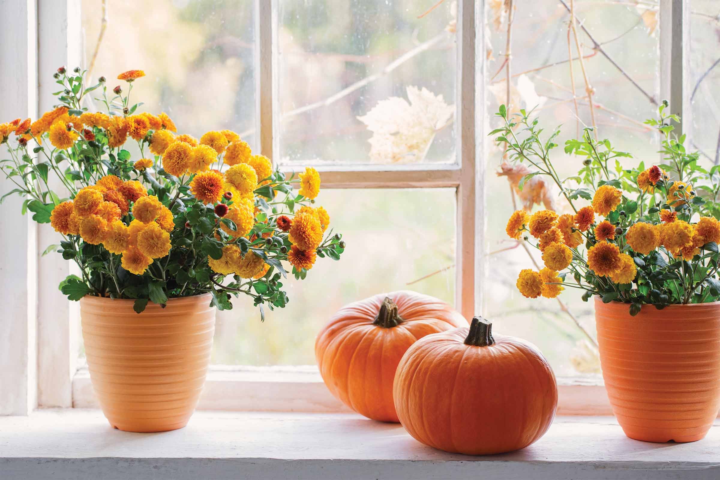 Autumn window