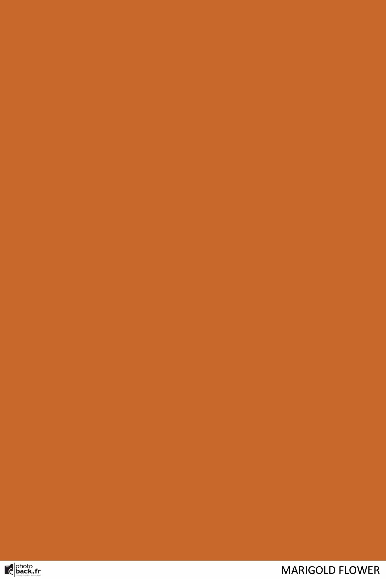 Marigold flower