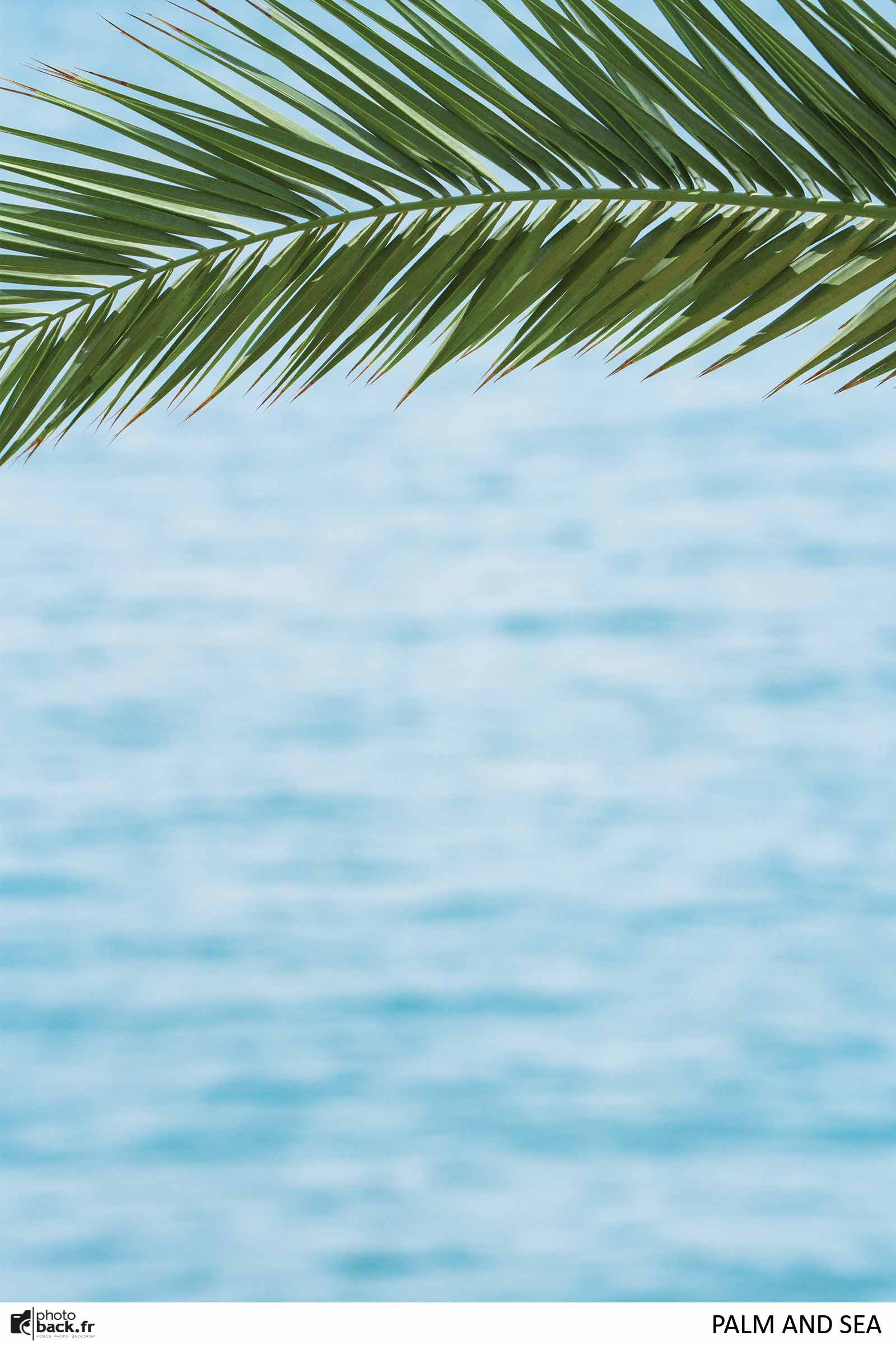 Palm and Sea