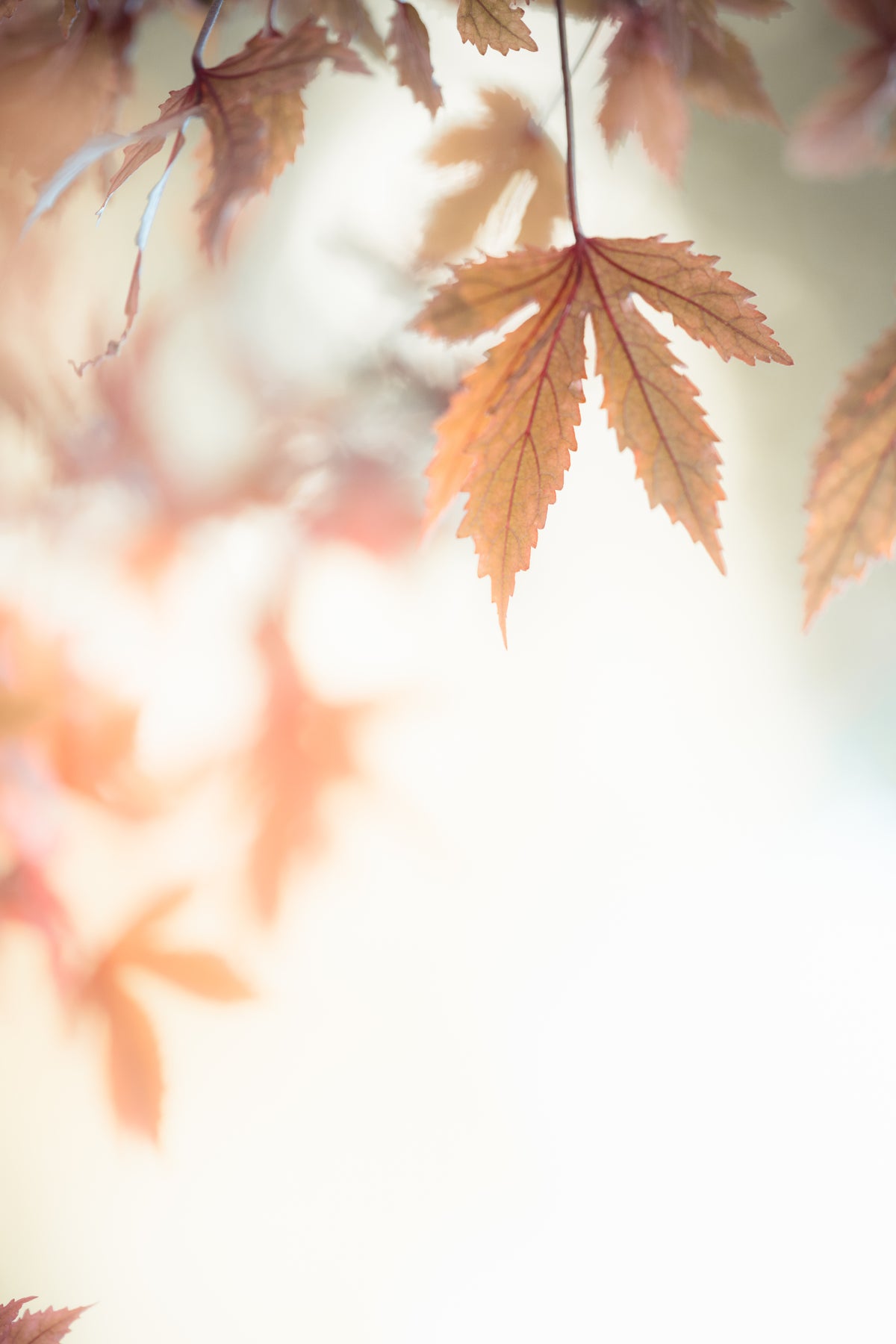 Douceur d'automne