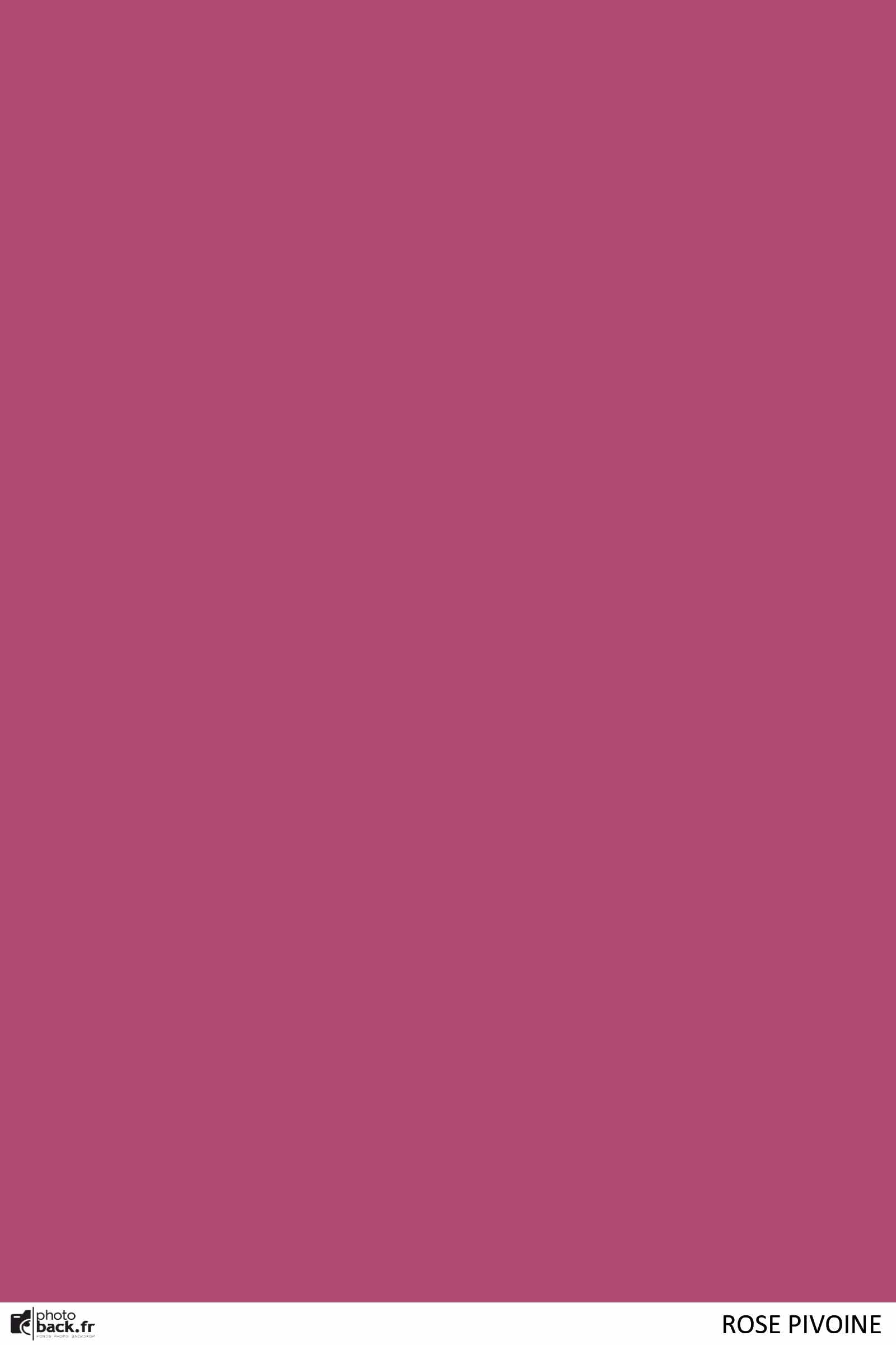 Rose pivoine
